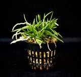 Vanda (Neofinetia) falcata 'Seiryujishi' 青龍獅子