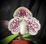 Paph. leucochilum