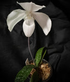 Paph. niveum