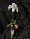 Paph. niveum