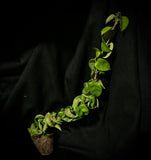 Hoya compacta