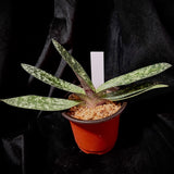 Paphiopedilum delenatii