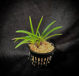 Vanda (Neofinetia) falcata SHUTENNOU 朱天王