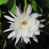 Epiphyllum Oxypetalum ( Queen Of The Night) - Two rooted cuttings.