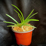 Vanda falcata Shunkyuden 春及殿