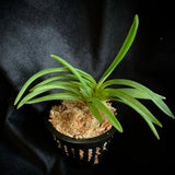 Vanda falcata Houmeiden 豊明殿