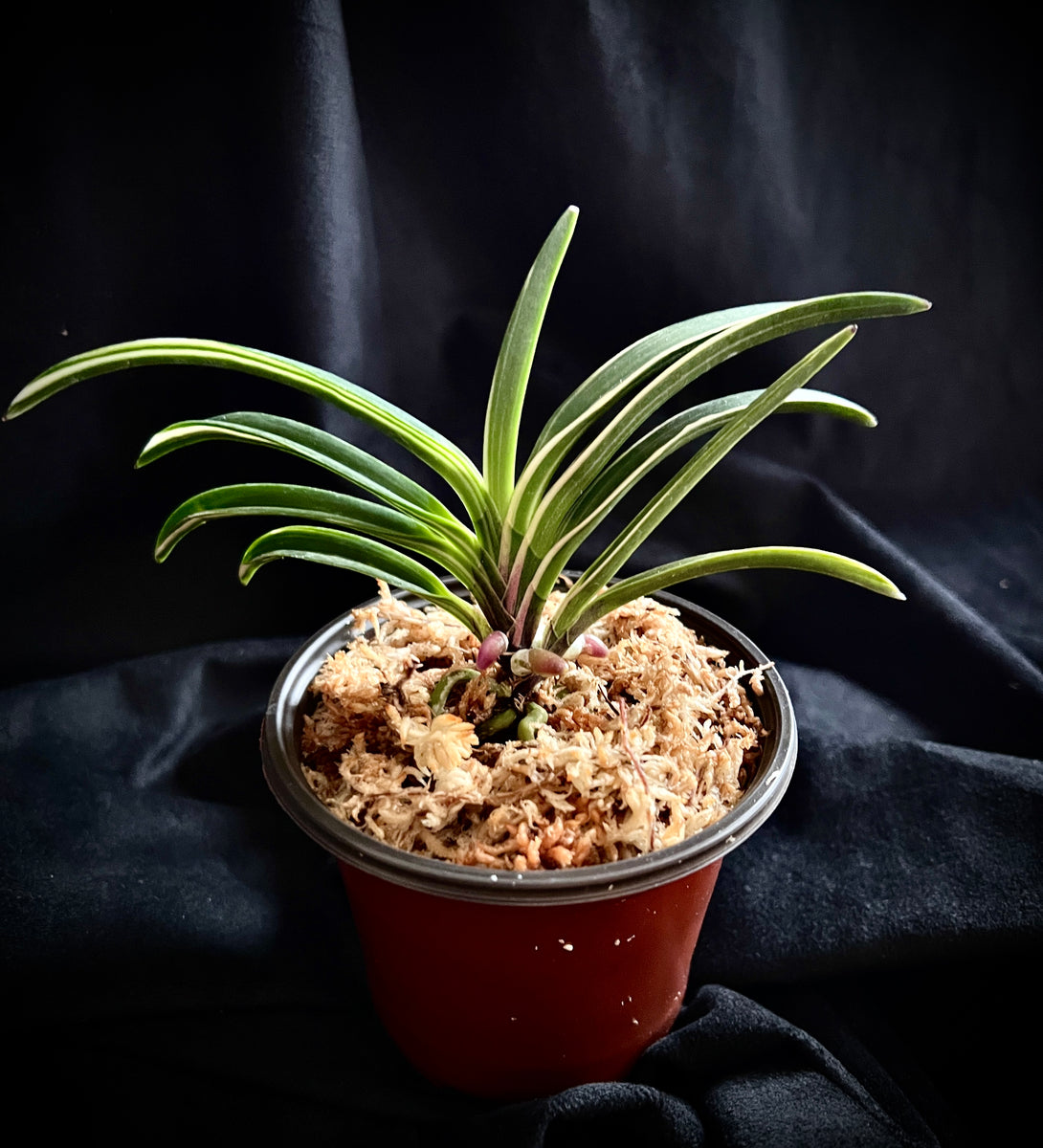 IMG_0481_1200x1200.jpg?v=