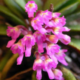schoenorchis fragrans