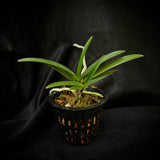 Vanda (neofinetia) falcata 'Raikoumaru' 雷紅丸