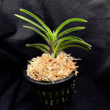 Vanda falcata Kinginrasha 金銀羅紗