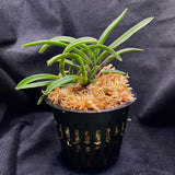Vanda falcata Kinginrasha 金銀羅紗