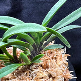 Vanda falcata Kinginrasha 金銀羅紗