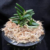 Vanda falcata Kuroshinju 黒真珠