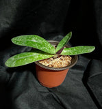 Paph. leucochilum
