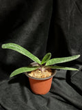 Paph. niveum
