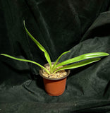 Paph. henryanum