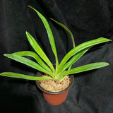 Paph. henryanum