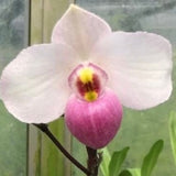 Paphiopedilum delenatii