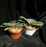 Paph. micranthum var. eburneum