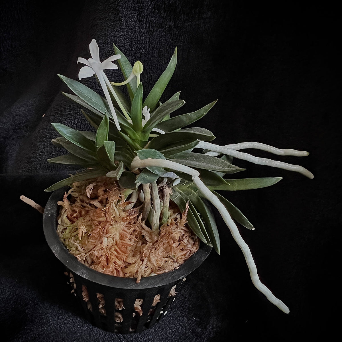 Vanda (Neofinetia) falcata 'Juunihitoe' 十二単 – Springfield