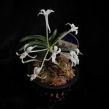 Vanda (Neofinetia) falcata ‘Ryokuhou’ 緑宝