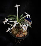 Vanda (Neofinetia) falcata ‘Ryokuhou’ 緑宝
