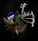 Vanda (Neofinetia) falcata ‘Ryokuhou’ 緑宝
