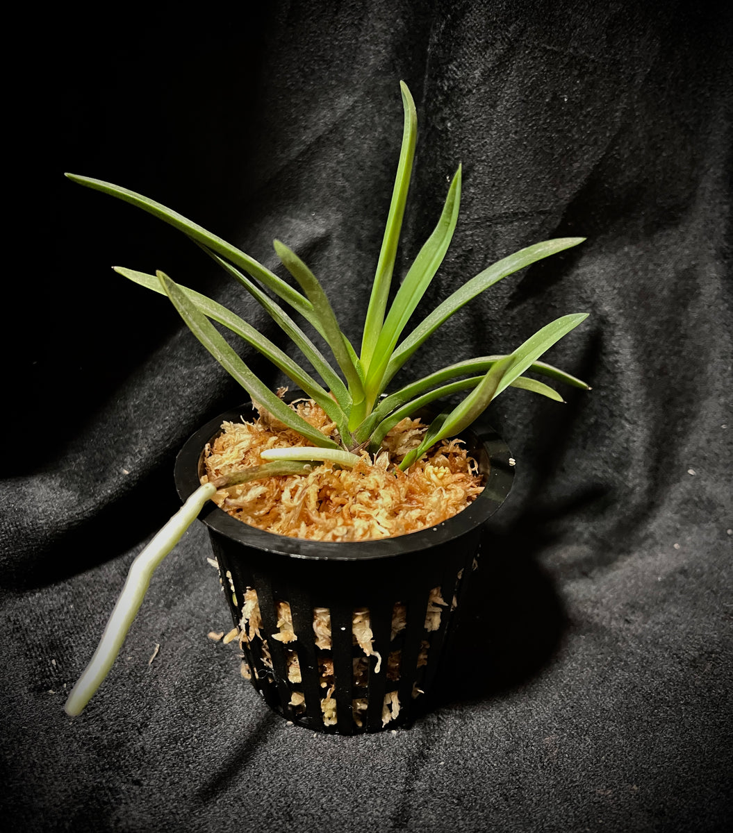 Vanda falcata 'Hanagoromo' 花衣 – Springfield Orchids