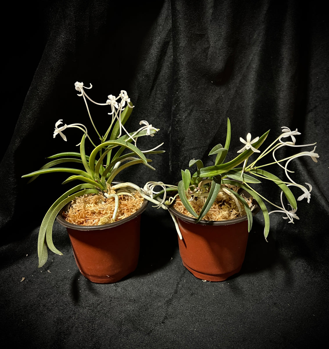 Vanda falcata 'Fugaku' 富嶽 – Springfield Orchids