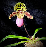 Paph. henryanum
