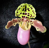 Paph. henryanum