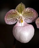 Paph. micranthum var. eburneum