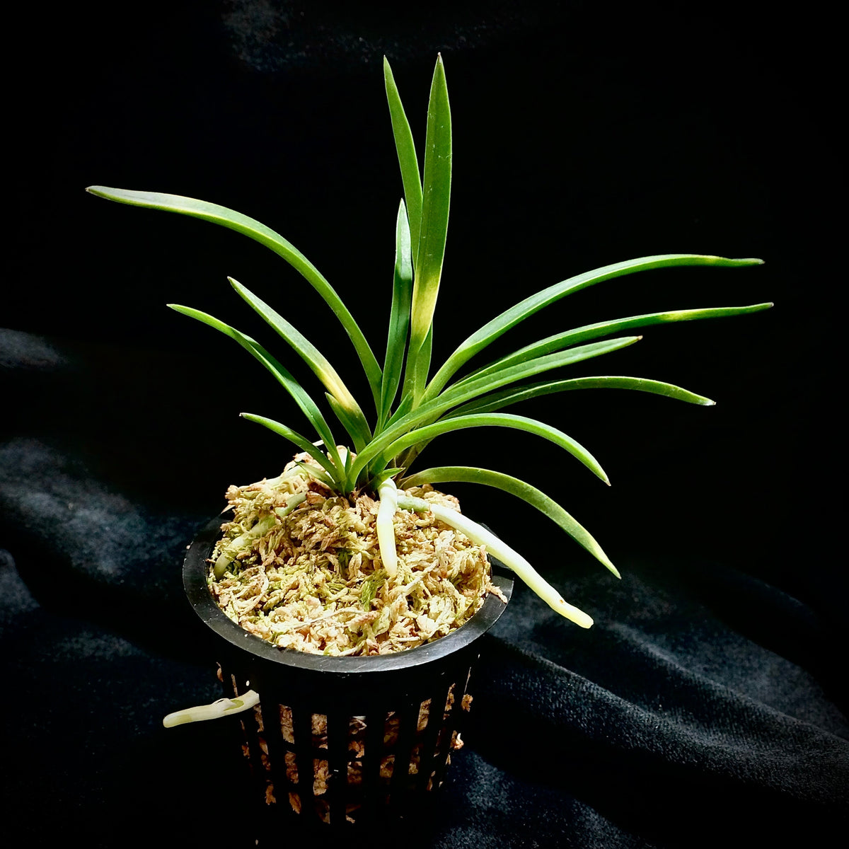 Vanda falcata Kyokushou 旭昇 – Springfield Orchids