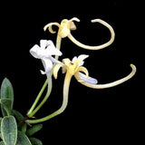 Vanda falcata Kinginrasha 金銀羅紗