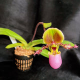 Paph glaucophyllum