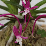 Vanda (neofinetia) falcata 'Raikoumaru' 雷紅丸