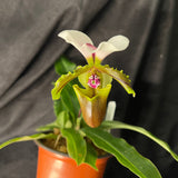 Paph. spicerianum