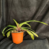 Paph. spicerianum