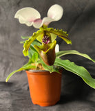 Paph. spicerianum