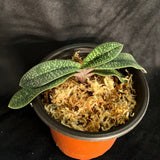 Paph. micranthum var. eburneum