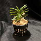 Vanda (Neofinetia) falcata ‘Ryokuhou’ 緑宝