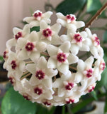 Hoya carnosa, Pink