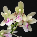 Sedirea japonica ‘Daruma’