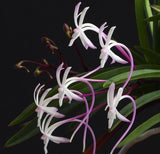 Vanda (Neofinetia) falcata SHUTENNOU 朱天王
