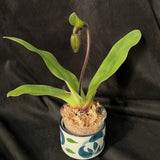 Paph glaucophyllum