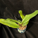 Paph glaucophyllum