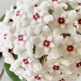 Hoya mathilde