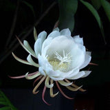 Epiphyllum Oxypetalum ( Queen Of The Night) - Two rooted cuttings.