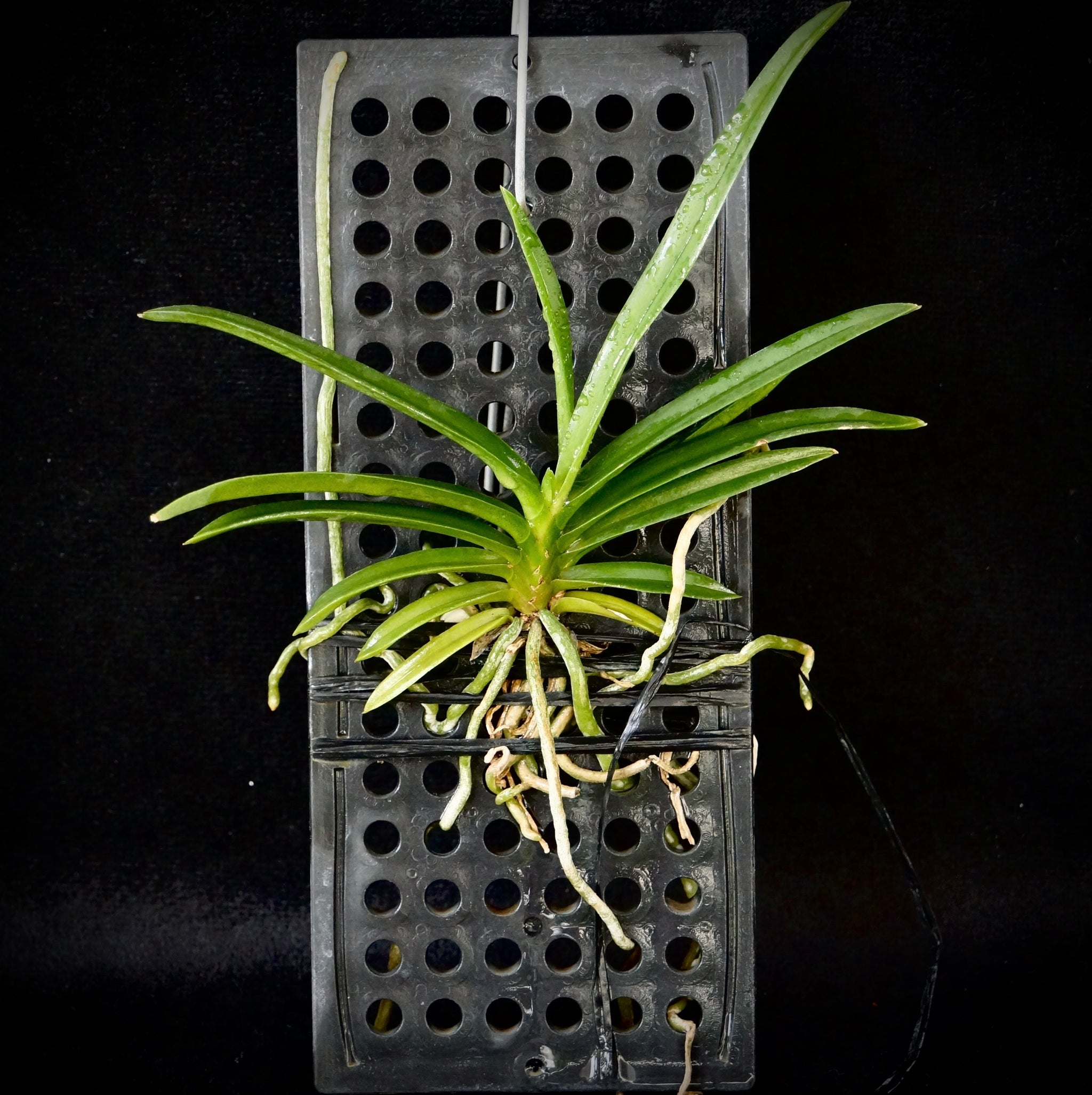 Neofinetia falcata x Van. Charm 'Fujihime 藤姫' – Springfield Orchids