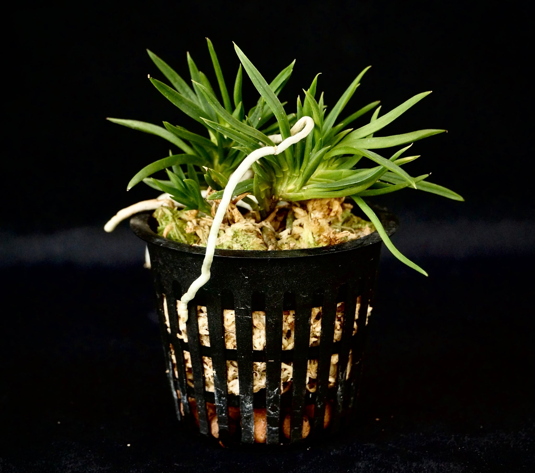 Vanda (Neofinetia) falcata 'Seiryujishi' 青龍獅子 – Springfield